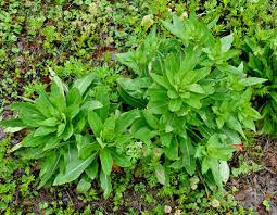 Attēlu rezultāti vaicājumam “Oenothera biennis leaf”
