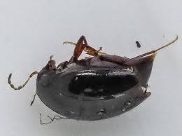 Attēlu rezultāti vaicājumam “Scaphisoma sp.”