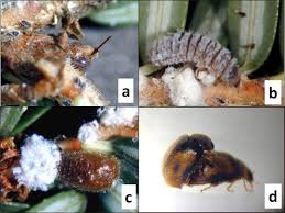 Attēlu rezultāti vaicājumam “Adelges laricis nymph”