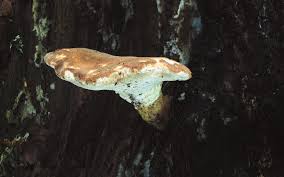 Attēlu rezultāti vaicājumam “Sarcoporia polyspora”