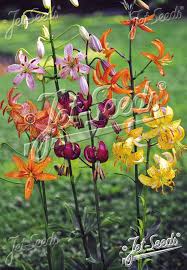 Attēlu rezultāti vaicājumam “Lilium martagon leaf”