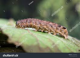 Attēlu rezultāti vaicājumam “Xestia triangulum”