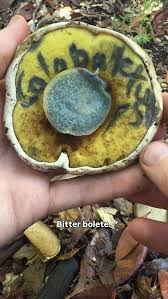 Attēlu rezultāti vaicājumam “Didymium verrucisporum stalked”