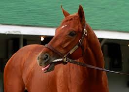 Image result for horse girl gun