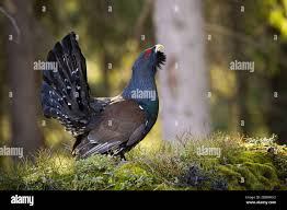 Attēlu rezultāti vaicājumam “Tetrao urogallus male”