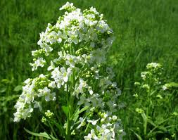 Attēlu rezultāti vaicājumam “Armoracia rusticana flower”