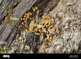 Attēlu rezultāti vaicājumam “Hemitrichia calyculata young”