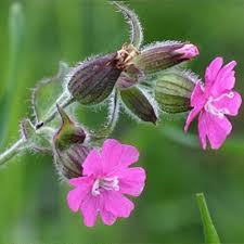 Image result for Silene dioica