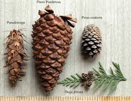 Attēlu rezultāti vaicājumam “Pinus ponderosa”