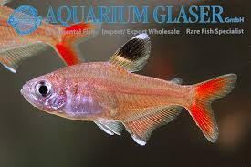 Image result for Micropterus