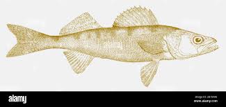 Image result for Sander canadensis