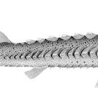 Image result for Acipenser medirostris