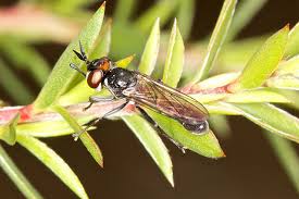 Attēlu rezultāti vaicājumam “Conopidae”