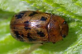 Attēlu rezultāti vaicājumam “Gonioctena”