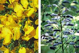 Attēlu rezultāti vaicājumam “Cytisus scoparius fruit”