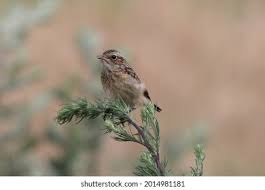 Attēlu rezultāti vaicājumam “Saxicola rubetra juvenile”