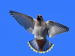 Attēlu rezultāti vaicājumam “Bombycilla garrulus adult”