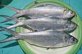 Image result for ikan