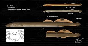 Image result for Lethenteron camtschaticum