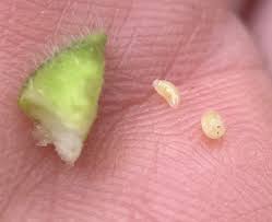 Attēlu rezultāti vaicājumam “Liposthenes glechomae”