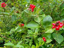 Attēlu rezultāti vaicājumam “Lonicera caprifolium”