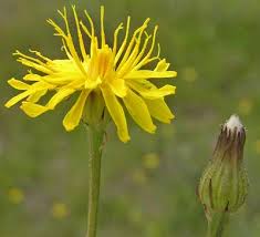 Attēlu rezultāti vaicājumam “Crepis paludosa flower”