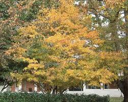 Attēlu rezultāti vaicājumam “Carpinus caroliniana”
