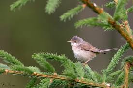 Attēlu rezultāti vaicājumam “Sylvia communis”
