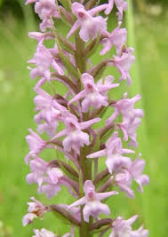 Attēlu rezultāti vaicājumam “Gymnadenia conopsea bud”