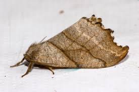 Attēlu rezultāti vaicājumam “Falcaria lacertinaria”