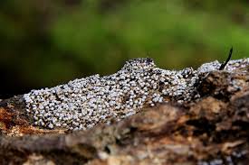 Attēlu rezultāti vaicājumam “Didymium clavus”