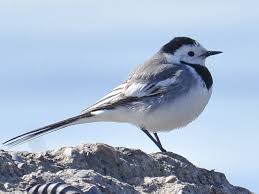 Image result for Motacilla alba