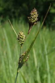 Attēlu rezultāti vaicājumam “Carex buxbaumii”