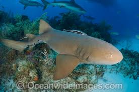 Image result for Ginglymostoma cirratum