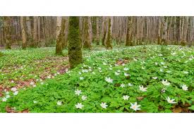 Image result for Buschwindröschen