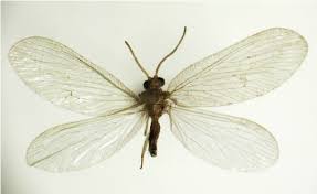 Attēlu rezultāti vaicājumam “Hemerobius perelegans”