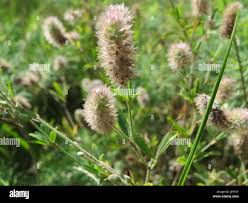 Attēlu rezultāti vaicājumam “Trifolium arvense leaf”