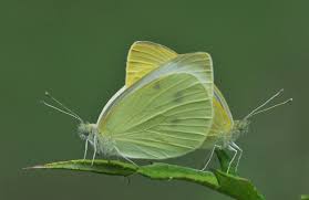 Attēlu rezultāti vaicājumam “Pieris rapae”