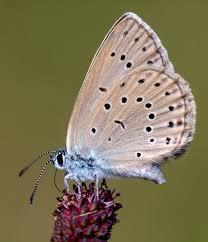 Attēlu rezultāti vaicājumam “Maculinea teleius”