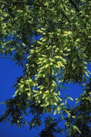Attēlu rezultāti vaicājumam “Prunus serotina flower”