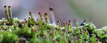 Attēlu rezultāti vaicājumam “Anastrophyllum hellerianum”