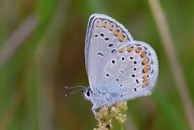 Attēlu rezultāti vaicājumam “Plebejus argyrognomon”