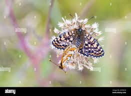Attēlu rezultāti vaicājumam “Melitaea didyma”