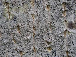 Attēlu rezultāti vaicājumam “Lecanora argentata”