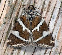 Attēlu rezultāti vaicājumam “Deltote bankiana”