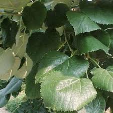 Attēlu rezultāti vaicājumam “Tilia tomentosa leaf”
