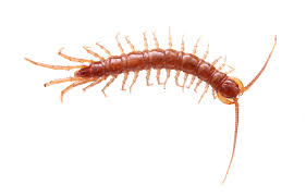 Attēlu rezultāti vaicājumam “Lithobius forficatus”