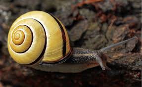 Attēlu rezultāti vaicājumam “Cepaea nemoralis”