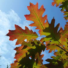 Attēlu rezultāti vaicājumam “Quercus rubra leaf”
