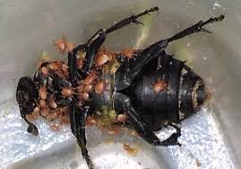 Attēlu rezultāti vaicājumam “Poecilochirus sp.”